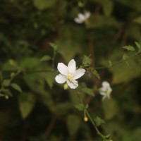 Hibiscus micranthus L.f.
